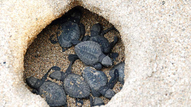 Baby sea turtles in their nest
