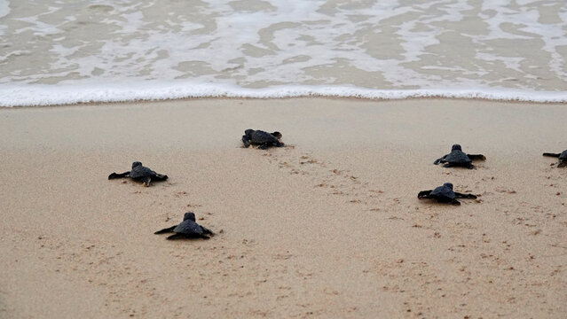 Baby sea turtles on their way into the ocean