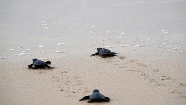 Baby sea turtles on the sand