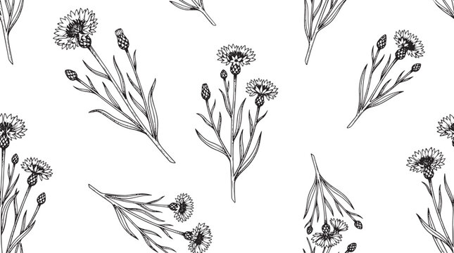 Cornflower seamless pattern vintage botanical line art vector