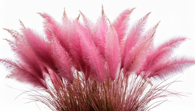 Pink Muhly Grass Muhlenbergia Capillaris Mule Isolated On Transparent Background Cut Out