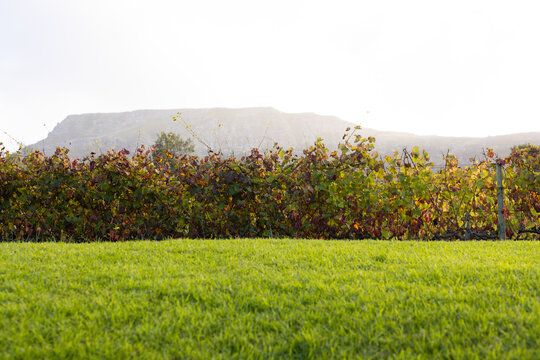 Row of grapevines is lining mown grass with wooden posts near distant mesa under bright sky