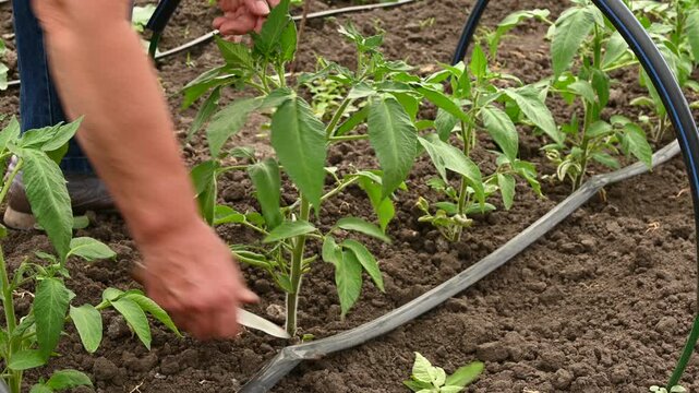 Pruning tomato Solanum lycopersicum suckers and side shoots with a knife. Hands cutting green plants in row, organic vegetable farming close up, drip irrigation and smart agricultural care.