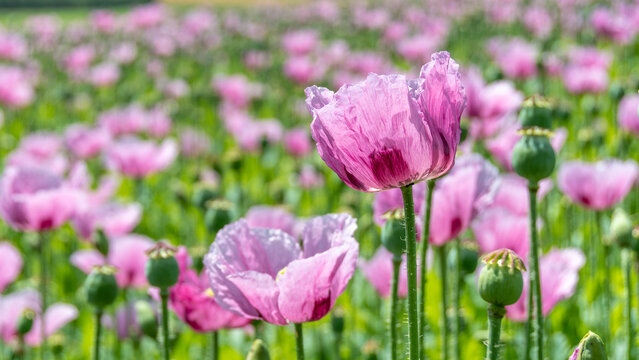 Plants de pavot somnif&egrave;re (Papaver somniferum), &eacute;galement appel&eacute; pavot &agrave; opium, cultiv&eacute;s dans un champ agricole en France