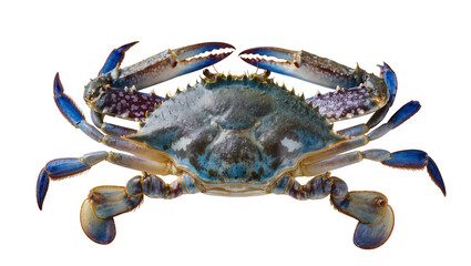 Blue crab with open claws and blue legs © Ari