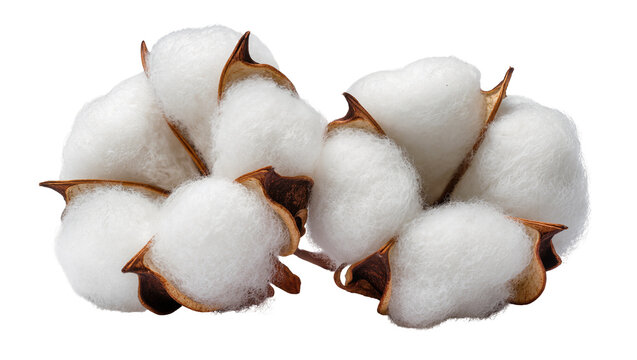 Cotton bolls with fluffy white fibers and brown husks