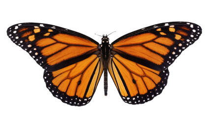 Monarch butterfly with orange black, and white wings © Ari