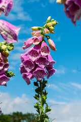 Digitalis Dalmation Rose (fox gloves) with tubular purple flowers and speckled interiors, outdoors in garden under bright blue sky © Nishi Sharma