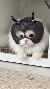 Fluffy white kitten wearing a humorous black plastic bag mask in this adorable and funny motion video clip for entertainment