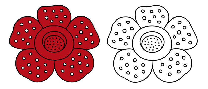 Rafflesia flower illustration, line art and colored icons, for coloring page