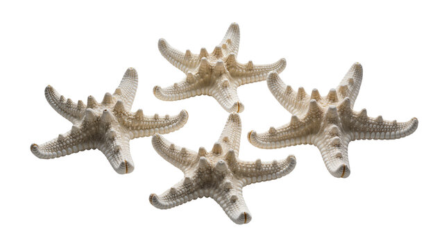 Four beige starfish with spiky texture arranged on white
