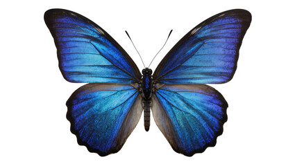 Blue Morpho Butterfly with Iridescent Wings © Ari