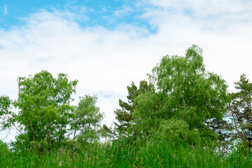 Fototapeta premium Bright green birch trees crowns against blue sky with white clouds. Summer seasonal growth concept, fresh clean air and beautiful natural environment.