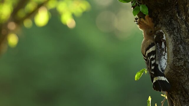 Eurasian hoopoe bird ( Upupa epops ) feeding in slow motion