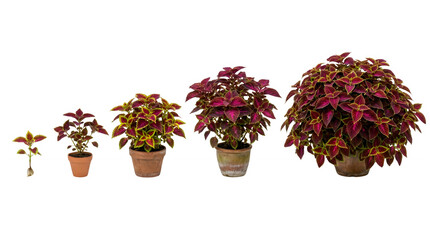 Naklejka premium Coleus plant growth stages, vibrant potted foliage, botanical life cycle isolated PNG with Transparent Background