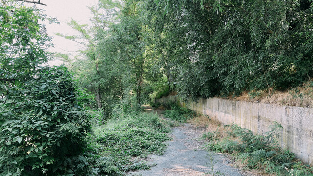 Overgrown path through a dense green forest with a concrete retaining wall