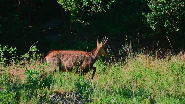 Ultra HD 4K wildlife footage showing a close-up of a chamois walking calmly through a vibrant green meadow in summer. Natural daylight highlights the animal's movements