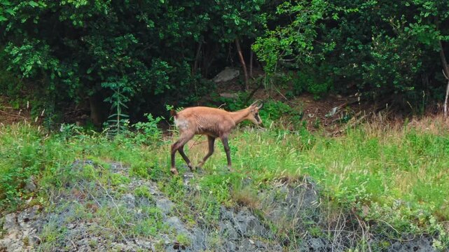 Ultra HD 4K wildlife footage showing a close-up of a chamois walking calmly through a vibrant green meadow in summer. Natural daylight highlights the animal's movements