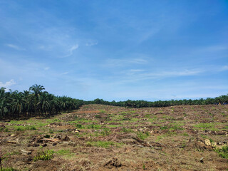 Deforested oil palm plantation land clearing with felled trees, surrounded by palm forest under a bright blue sky. Perfect for environmental/industry stock. © Munif Rifa'i
