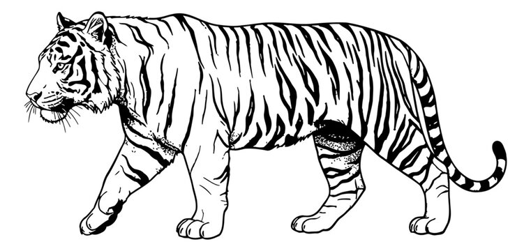 Majestic tiger walking calmly in side profile detailed black and white line art drawing illustration