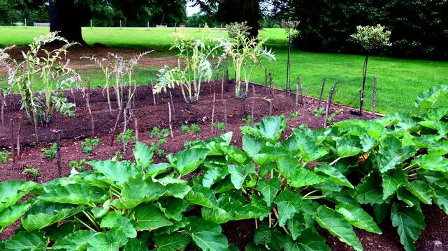 allotment growing vegetables