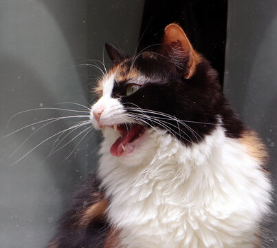 Close up headshot of a vocal longhair calico cat meowing loudly at its owner creating a funny and highly expressive domestic pet action photograph