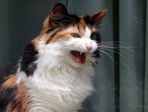 Expressive close up view of an adult calico cat wide mouthed and vocalizing mid meow showcasing its pink tongue and sharp teeth in a humorous pose