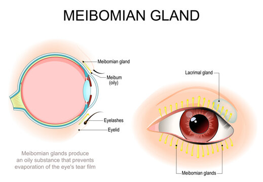 Meibomian gland. Front and side view of human eye with eyelids, Eyelashes and openings of tarsal glands. Eye sebaceous glands
