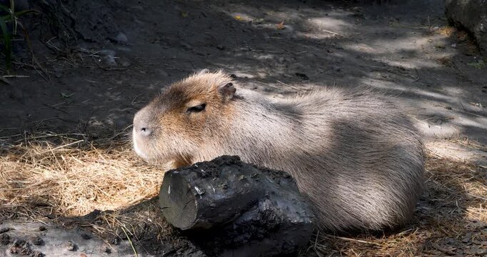 Capybara (Hydrochoerus hydrochaeris) at Willowbank Nature Reserve, Christchurch, New Zealand.