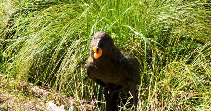 Kea (Nestor notabilis) eating orange at Willowbank Nature Reserve, Christchurch,New Zealand.Kea is a large parrot that is endemic to the forested and alpine regions of the South Island of New Zealand.