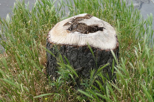 Tronc d'arbre abattu au milieu d'herbes sauvages
