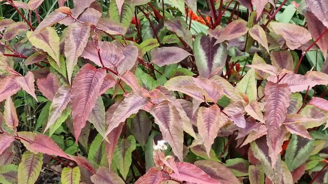 Persicaria microcephala 'Red Dragon' a dark purple red leaf flower plant commonly known as knotweed,  gardening stock video footage clip