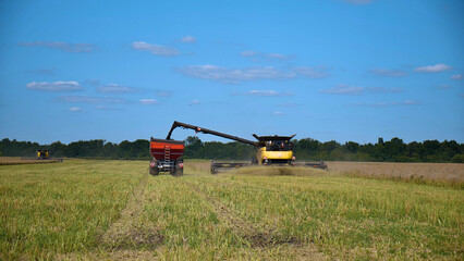 Fototapeta premium Combine Harvester Unloading Grain Into Tractor Trailer During Wheat Harvest in Agricultural Field