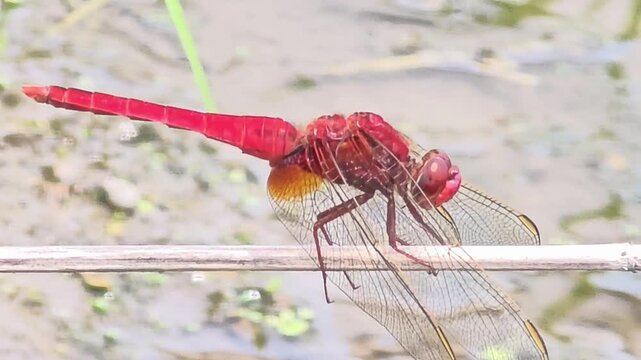 
Ultra red dragonfly perched on a thin twig near water, side view close up

