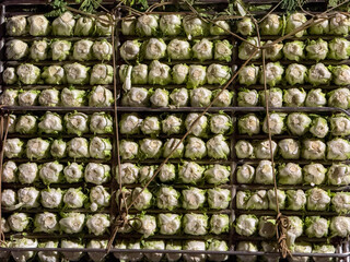 Fototapeta premium Napa cabbages stacked in a repeating pattern on a delivery truck