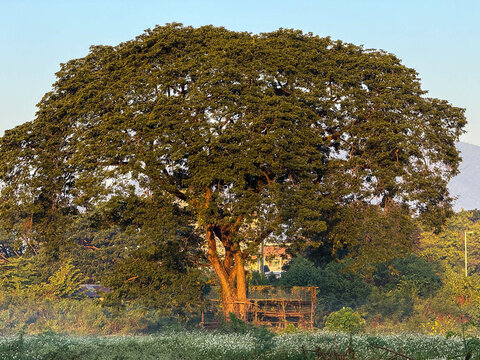Rain tree in a field of white wildflowers, Chiang Mai, Thailand