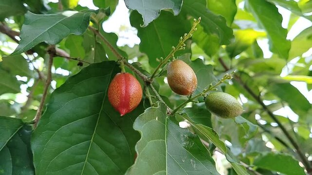 A cluster of butter nuts hanging from a tree branch, captured in natural daylight. The image reflects sustainable farming, tropical agriculture, and the richness of nature's harvest.