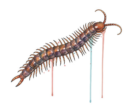 Brown centipede watercolor illustration with detailed body segments and many legs a vibrant creepy crawly creature