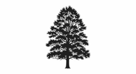 Silhouette of a large coniferous tree with detailed branches and needles. © Rani