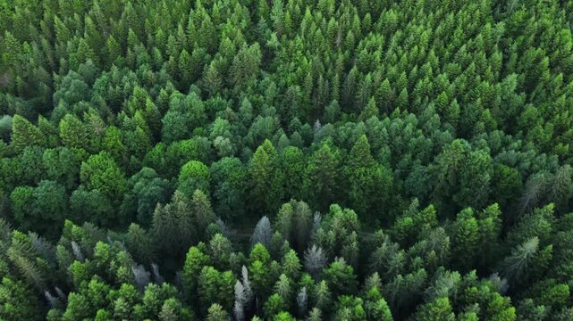 Aerial drone view of majestic summer forest. Open mind. Relaxing silent concept. Hope dreams. Green deciduous and evergreen trees. Outdoors lifestyle for healthy and fresh air