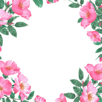 Square frame border with pink rose hips flowers. Hand-painted watercolor. For packaging design of tea, oil, and cosmetics.
