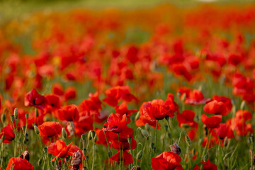 Fototapeta premium A beautiful summer day over a poppy field