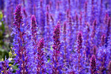 Fototapeta premium A captivating close-up photograph featuring a vibrant field of densely blooming purple and blue salvia flowers.
