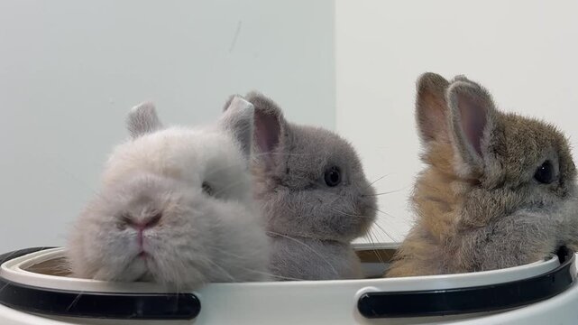 Three Baby Rabbits Peeking From White Container