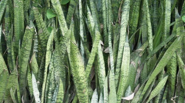 Hardy snake plant thriving in modern indoor space