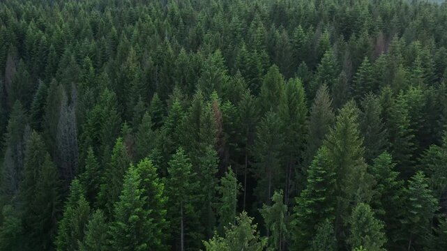 Aerial drone footage of beautiful spruce forest at warm summer day. Traveling concept of clean pure scenery scene, air camera shot treeline and treetop far from city. Wanderlust destination