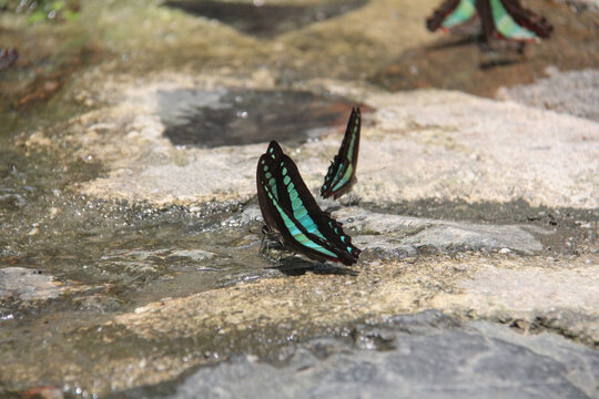 Common Bluebottle Butterfly Graphium Sarpedon on Wet Stone