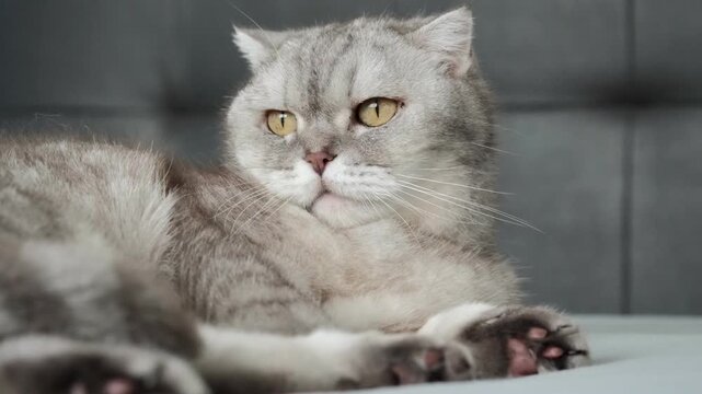 Cat resting on a soft blanket in a home setting during a quiet afternoon. It appears relaxed and calm while looking around the room. The lighting is soft and warm as afternoon light fills the space.