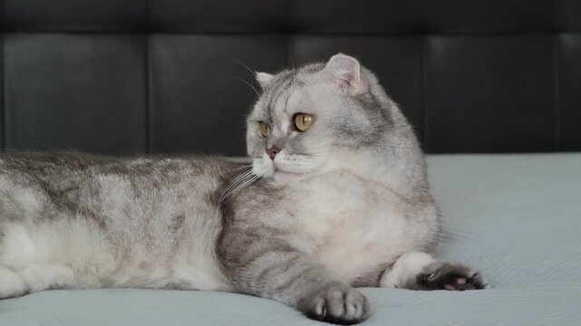 Cat resting on a soft blanket in a home setting during a quiet afternoon. It appears relaxed and calm while looking around the room. The lighting is soft and warm as afternoon light fills the space.