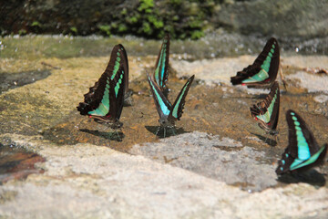 Common Bluebottle Butterfly Graphium Sarpedon on Wet Stone © Alireza
